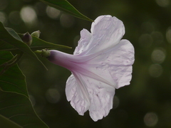 Ipomoea carnea fistulosa