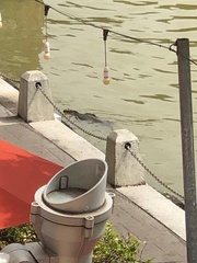 Varanus salvator macromaculatus