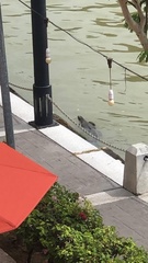 Varanus salvator macromaculatus