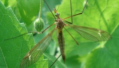 Tipula peliostigma