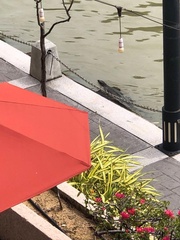 Varanus salvator macromaculatus