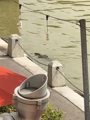 Varanus salvator macromaculatus