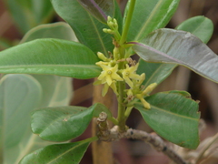 Cryptolepis buchananii
