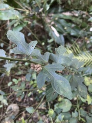 Urena procumbens