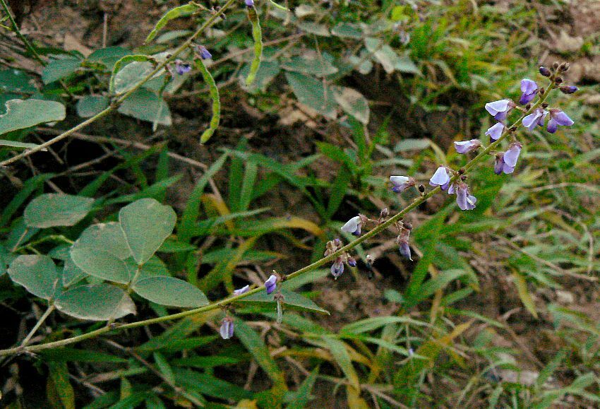 Sohmaea laxiflora from Louang Prabang, Laos on November 24, 2008 by