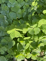 Medicago arabica