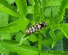 Ischiodon
