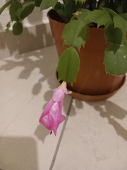 Schlumbergera