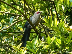 Phaenicophaeus tristis