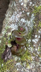 Crassula