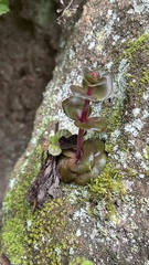 Crassula
