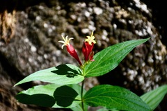 Spigelia marilandica