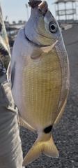 Diplodus holbrookii