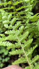 Anemia caffrorum