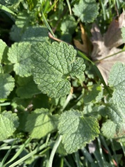 Lamium purpureum