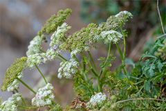 Kitagawia terebinthacea