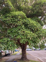 Lophostemon confertus