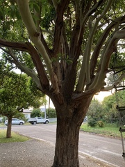 Lophostemon confertus