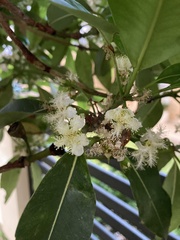 Lophostemon confertus