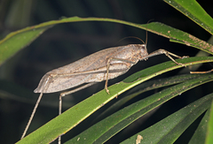 Mecopoda