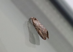 Chesias isabella