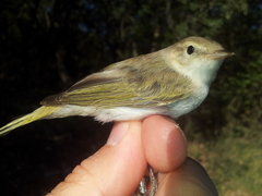 Phylloscopus bonelli