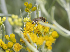 Colletes moricei