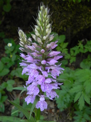 Dactylorhiza maculata