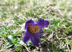 Pulsatilla
