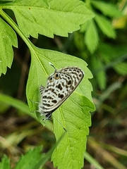 Leptotes pirithous