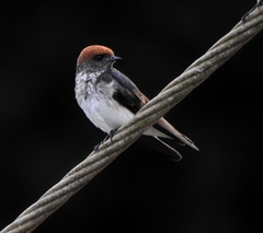 Petrochelidon fluvicola
