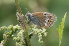 Coenonympha gardetta darwiniana