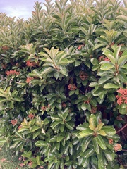 Viburnum odoratissimum