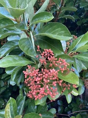 Viburnum odoratissimum