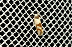 Antipterna trilicella