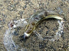 Arion fasciatus