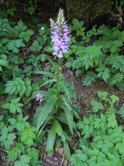 Dactylorhiza maculata