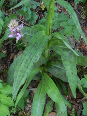 Dactylorhiza maculata