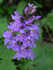 Dactylorhiza maculata