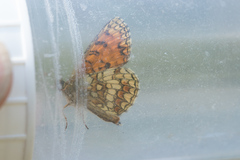 Melitaea athalia