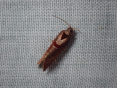 Glyphidoptera insignana
