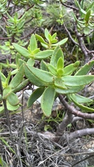 Crassula sarcocaulis
