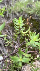 Crassula sarcocaulis