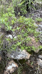 Crassula sarcocaulis