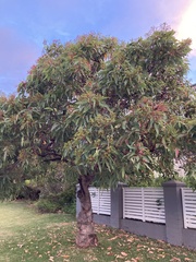 Corymbia ficifolia