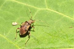 Rhabdomiris striatellus