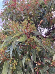 Corymbia ficifolia