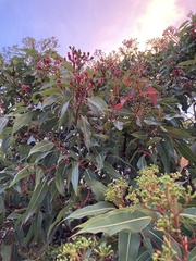Corymbia ficifolia