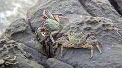 Grapsus albolineatus