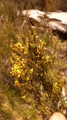 Bossiaea foliosa